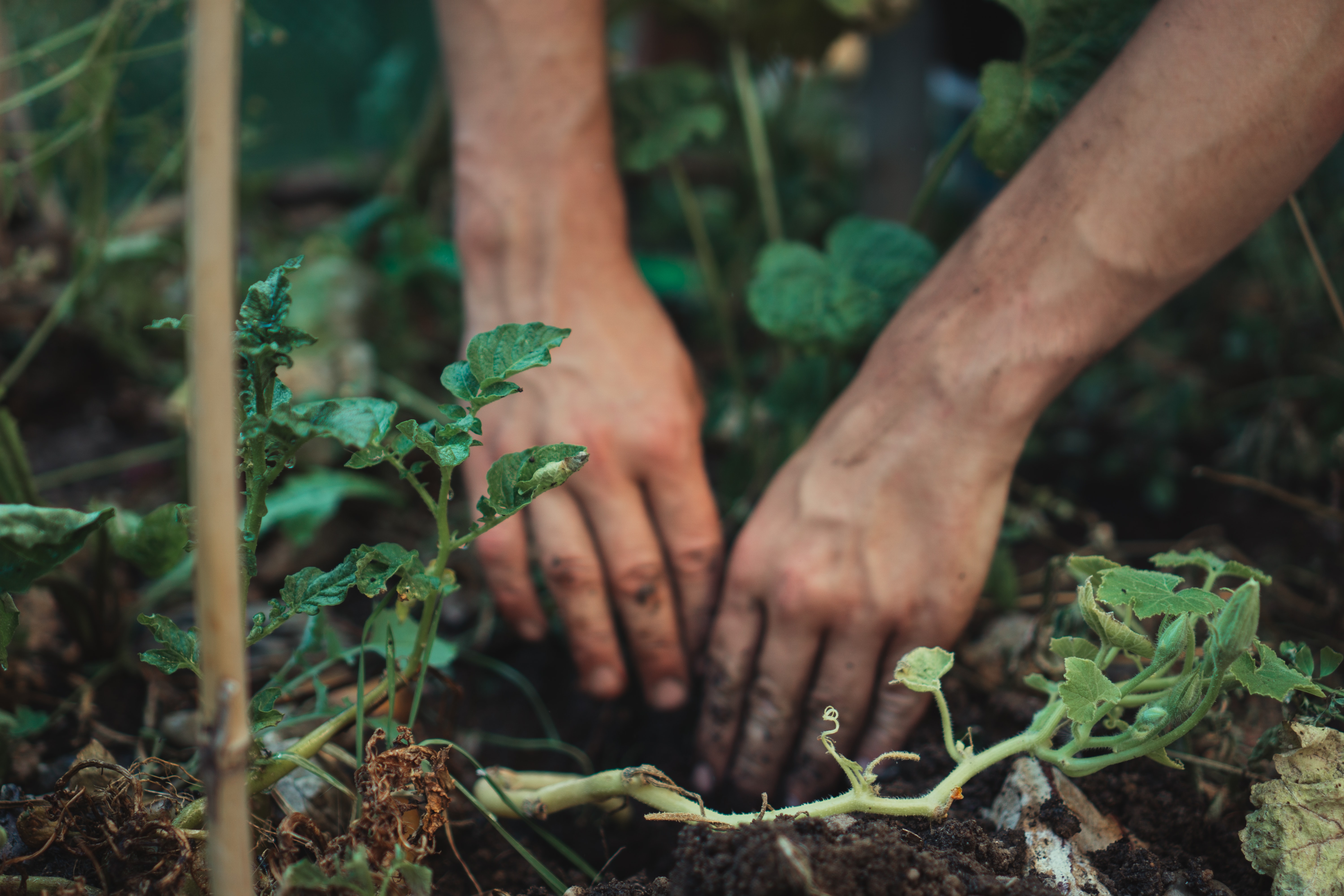 What is Green Care?