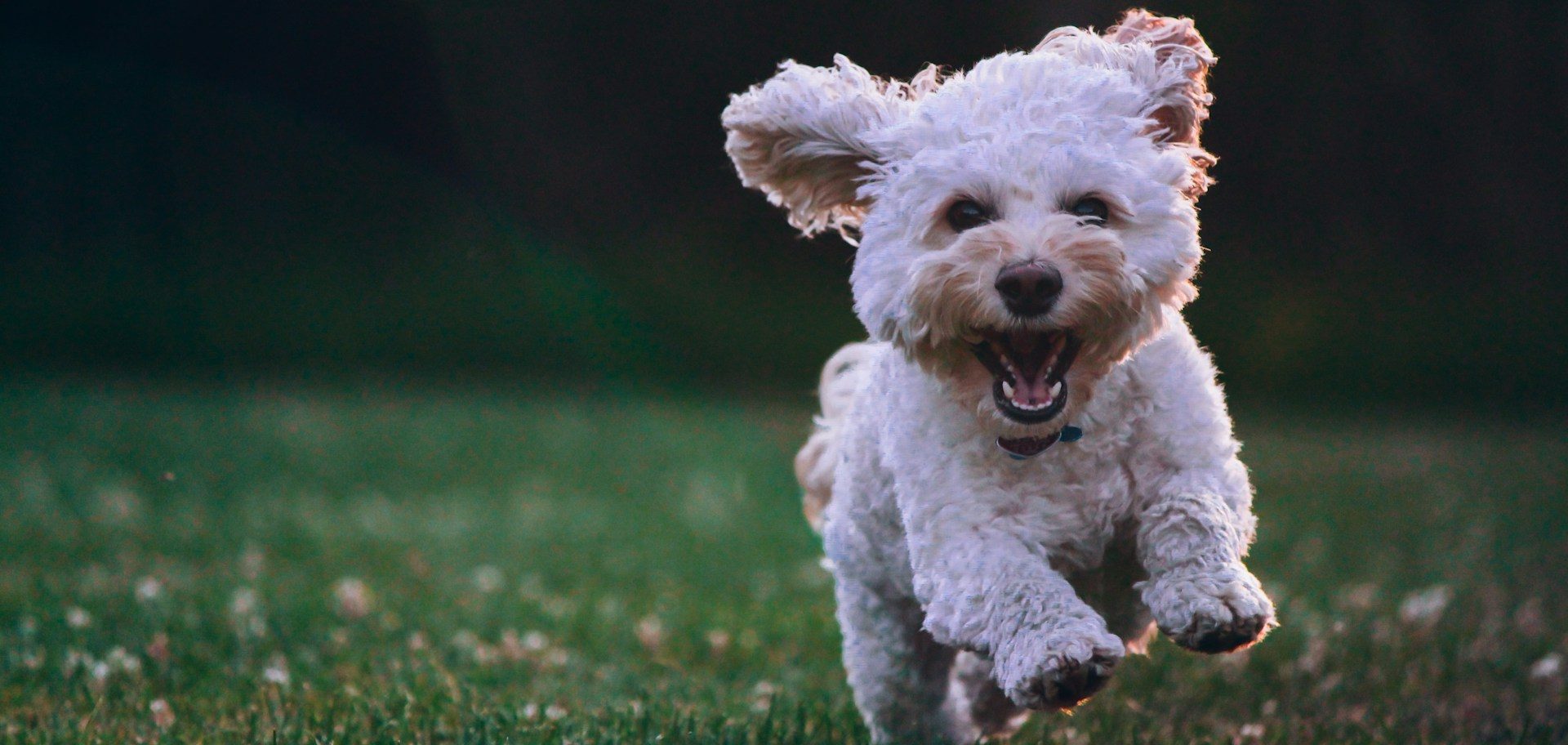 Blickling Bounders weekly dog walks