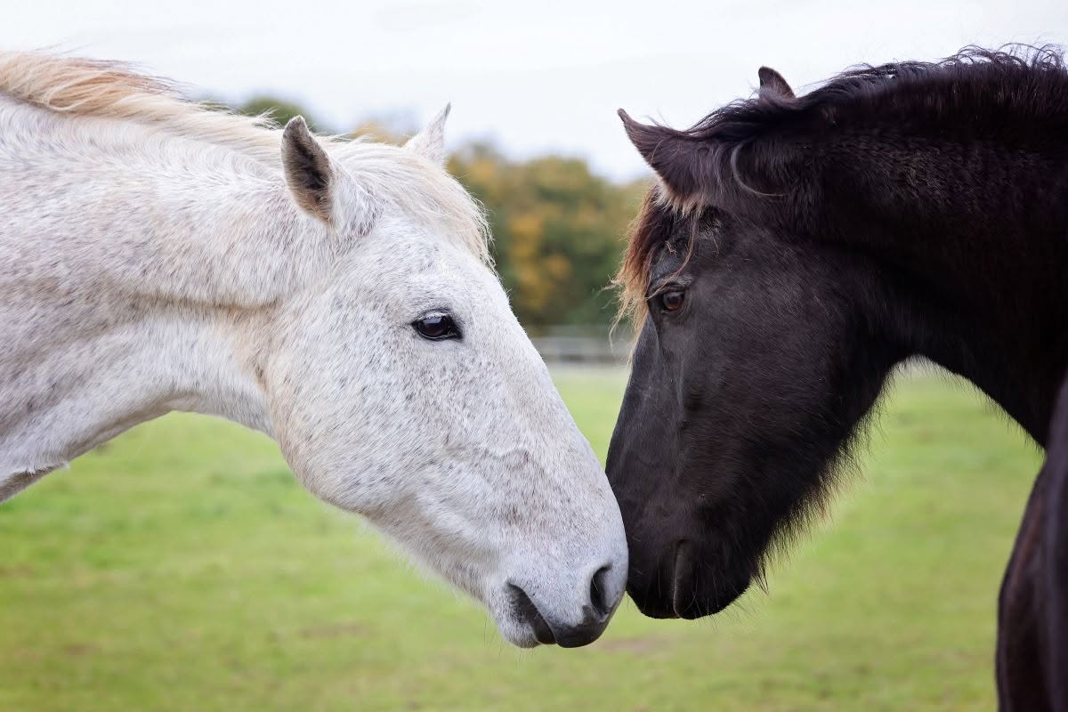 National Human-Animal Bond Awareness Day